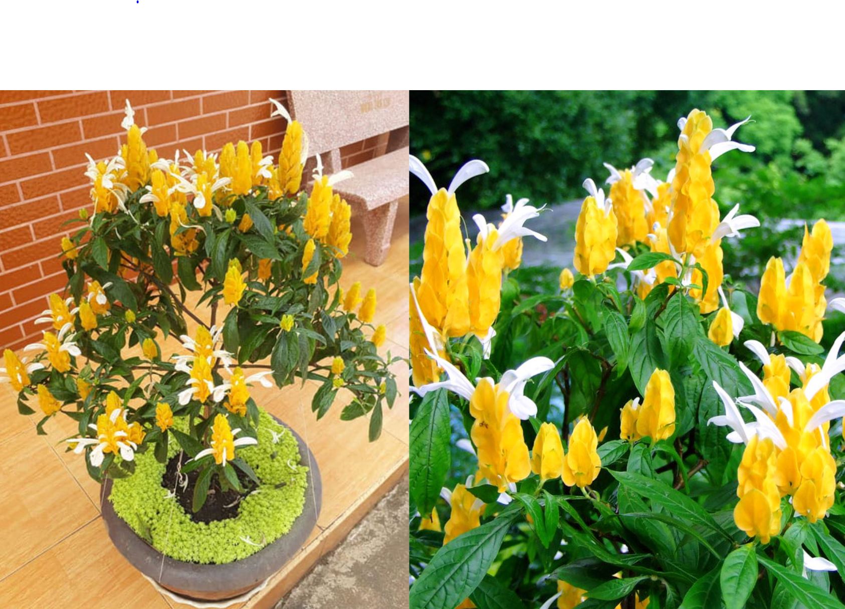 C&aacute;ch chăm s&oacute;c c&acirc;y Rồng Nhả Ngọc